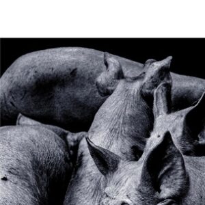 Règne animal